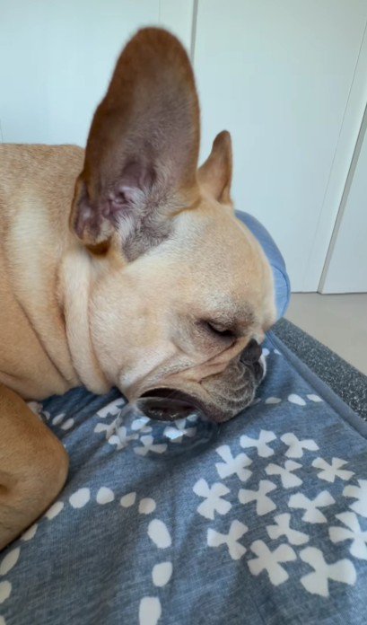フレンチブルドッグのロビちゃん