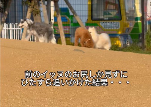 ワンコが小走りでトコトコ…