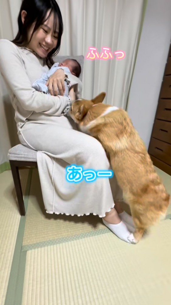 赤ちゃんを嗅ぐコーギー