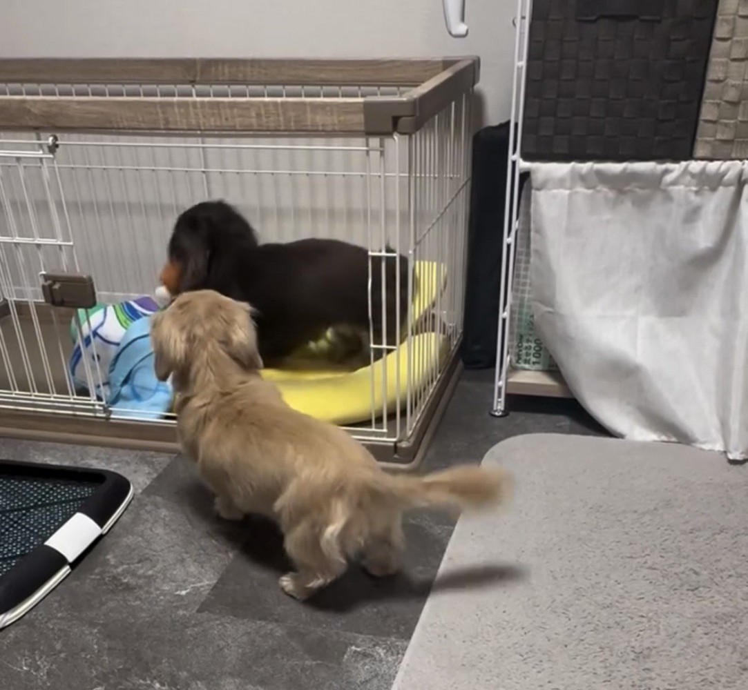 ケージに入る犬を見つめる犬