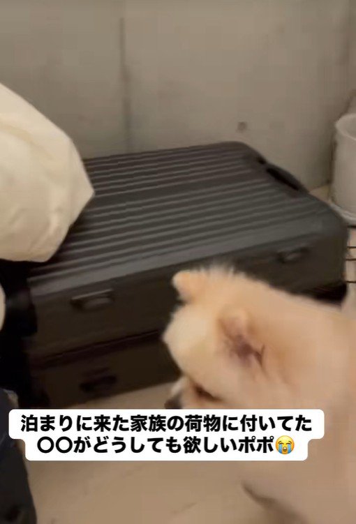 「これが欲しいの」と荷物の近くへ