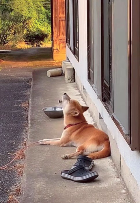 音楽に合わせて歌うコロちゃん4