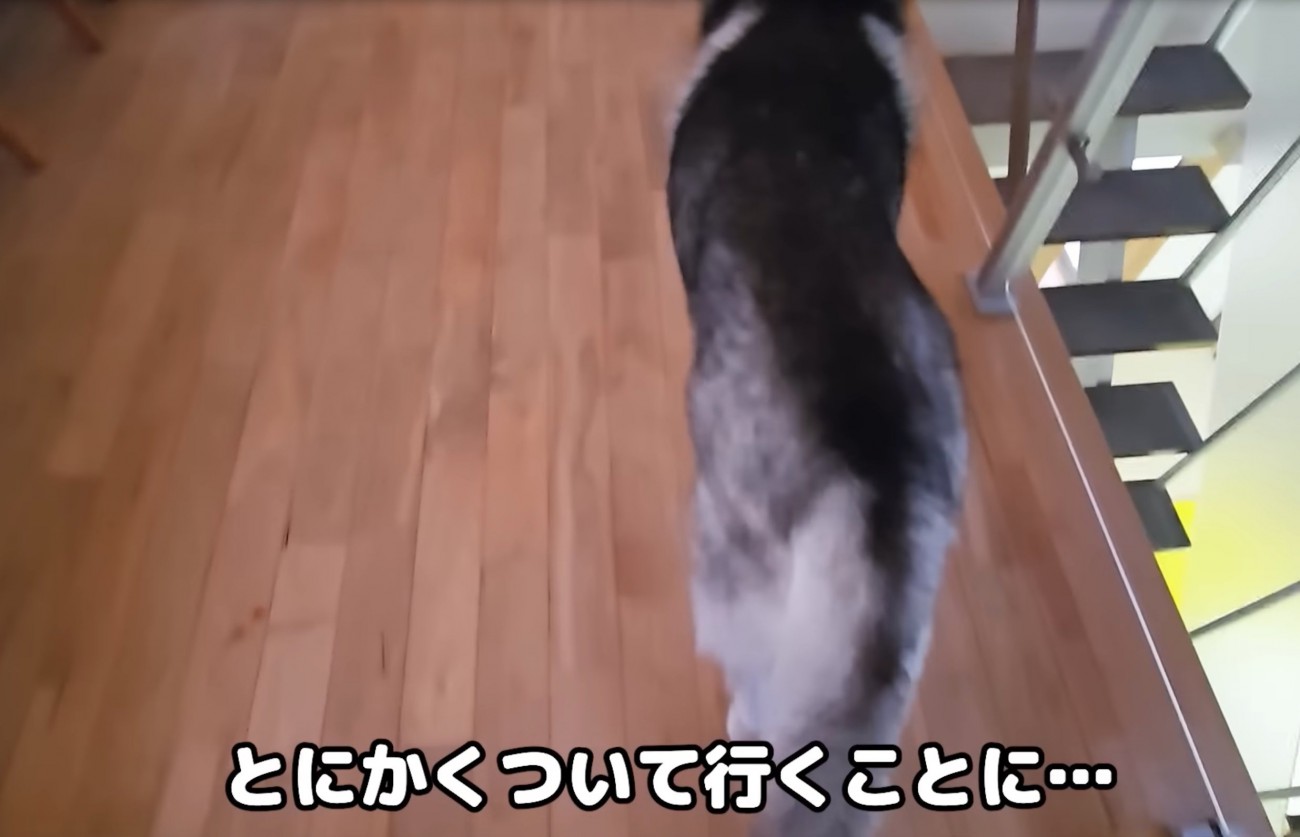 大型犬についていく