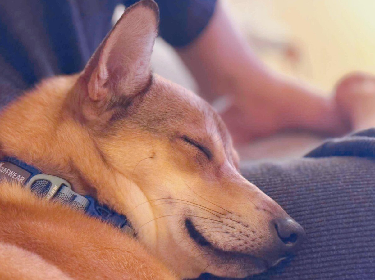 風ちゃんとの出会い6