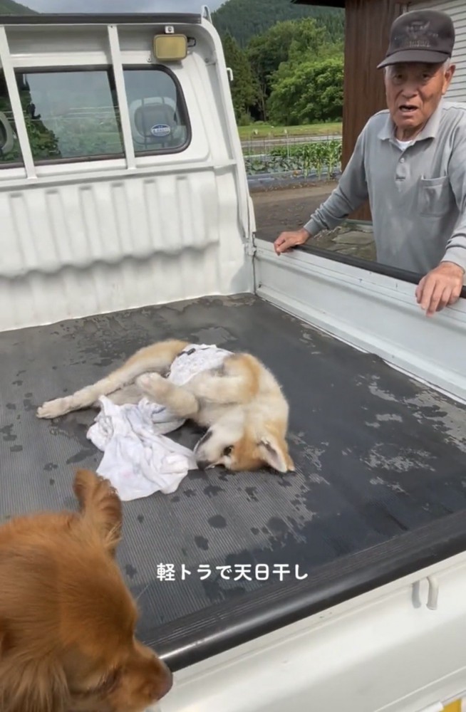 荷台でゴロゴロする犬