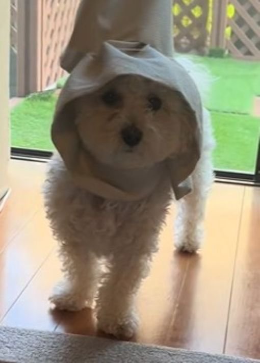 「どうしよう…」と困り顔