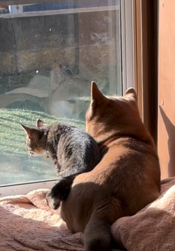 あんずちゃんのそばにきたゆずくん