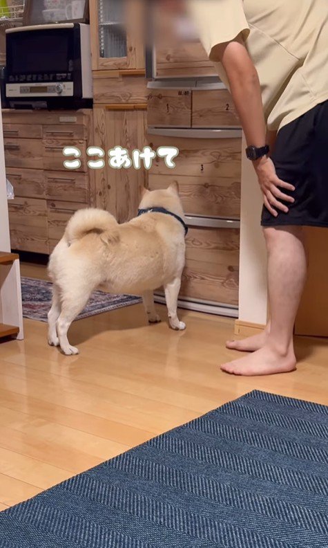 何かをお願いしに来たごん太くん8