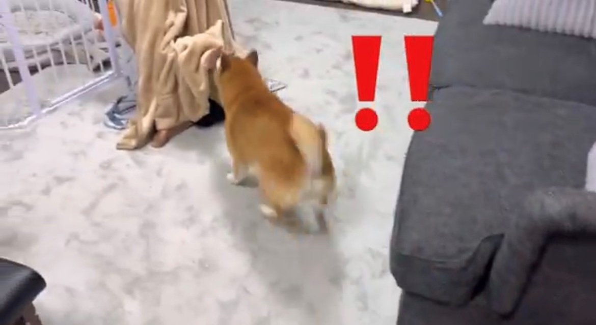 タオルから出た手を見て駆け寄る犬