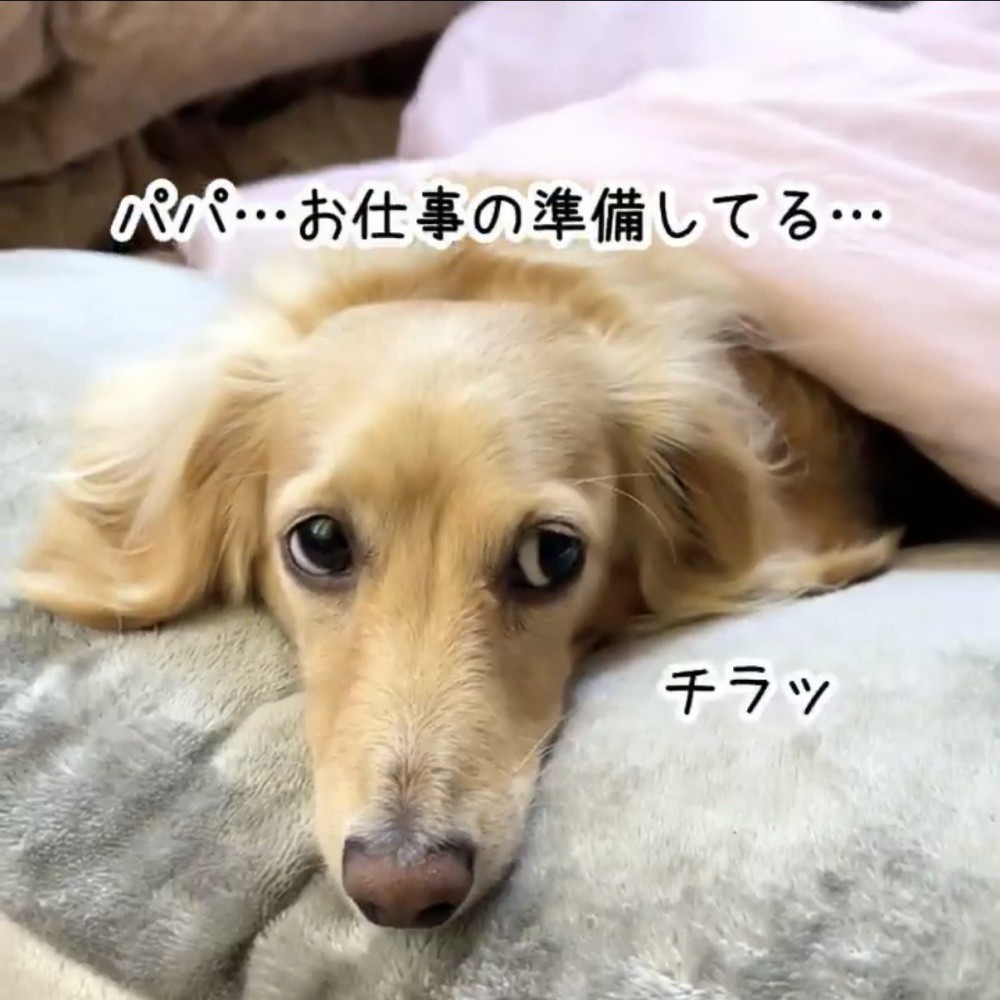 身支度するパパを横目で見るダックスフンド