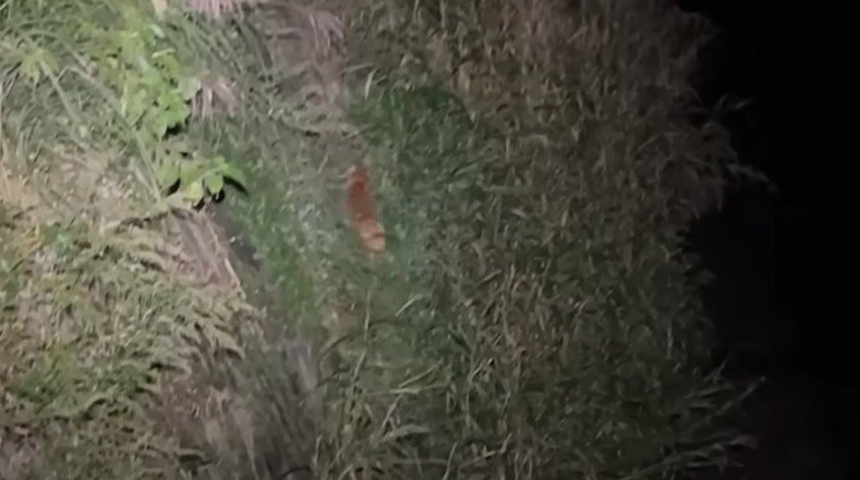 川の奥へ歩いていく犬