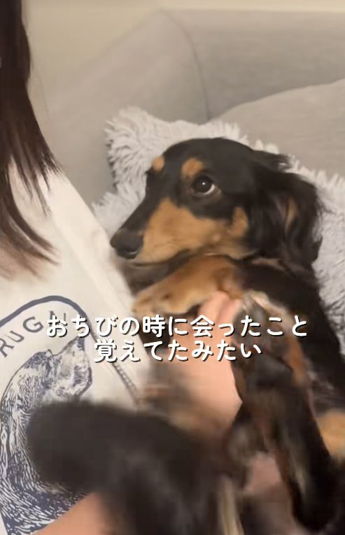 飼い主の友人を上目遣いで見つめる小型犬