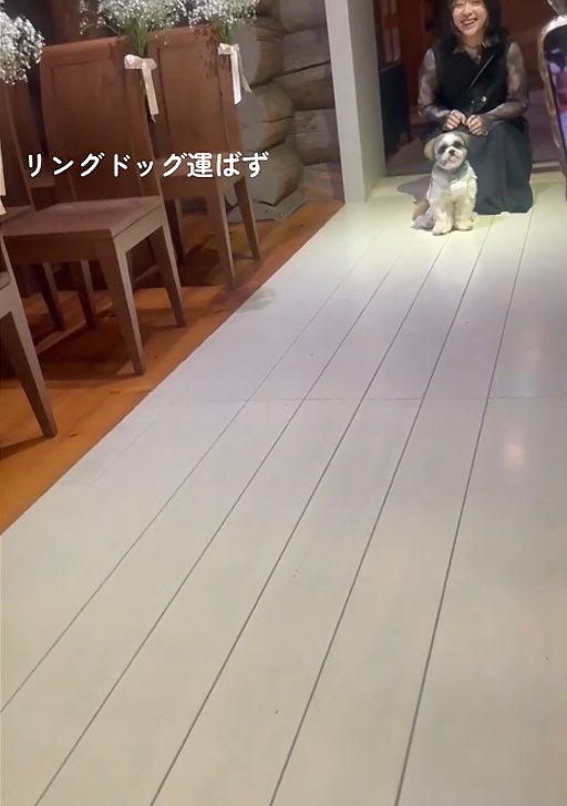 座る犬1