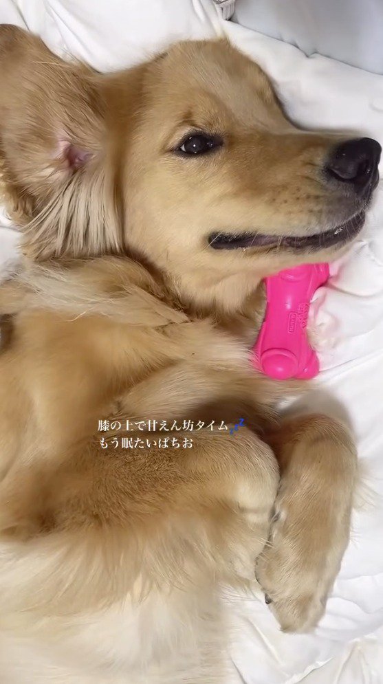優しい顔で飼い主を見つめる犬