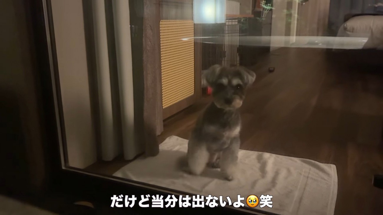 旅行中のティノちゃん8