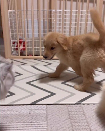 やんのかステップもどき！？