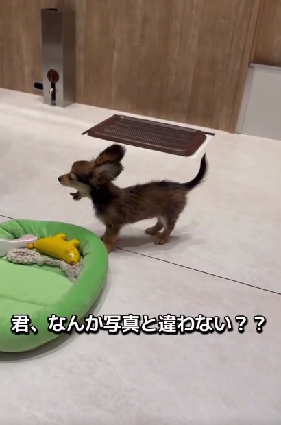 あくびをするガルウイングちゃん