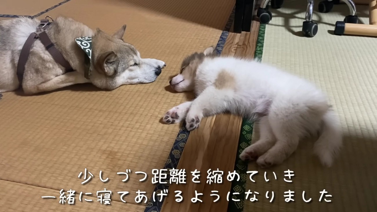 寄り添い合って眠るほど仲良しに