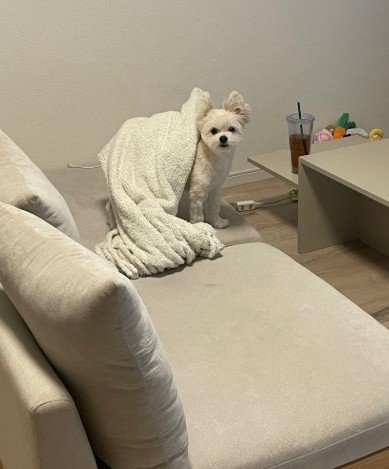 毛布を乗せてどこ行くの？