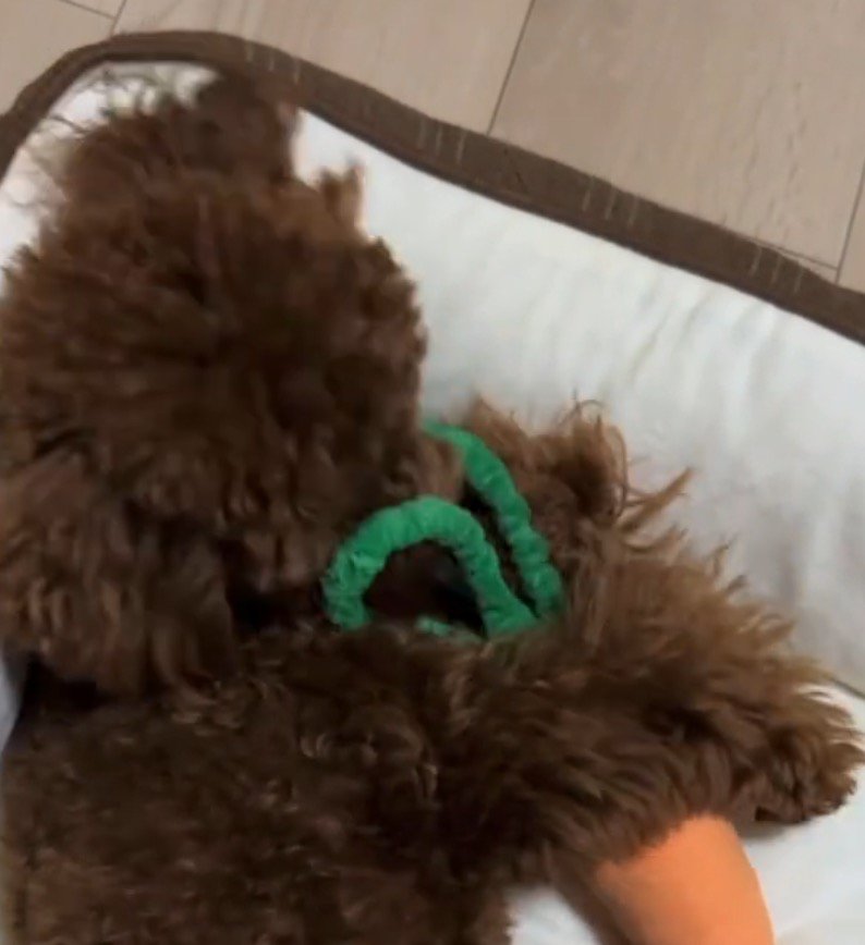 ぬいぐるみに顔を埋める子犬