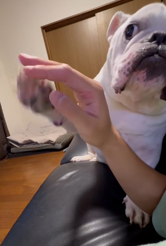 触ってアピールするぱせり君