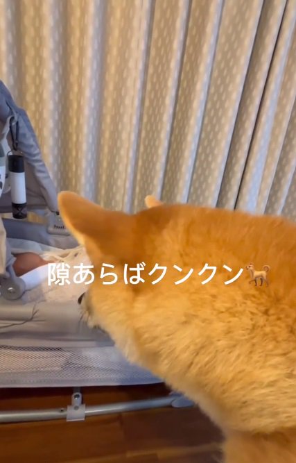 隙をみて匂いを嗅ぐおもちくん