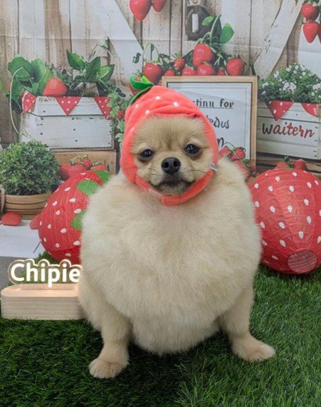 なかなか盛れない