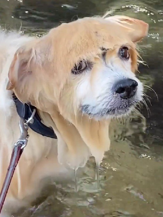 水に濡れると不思議な髪型に…