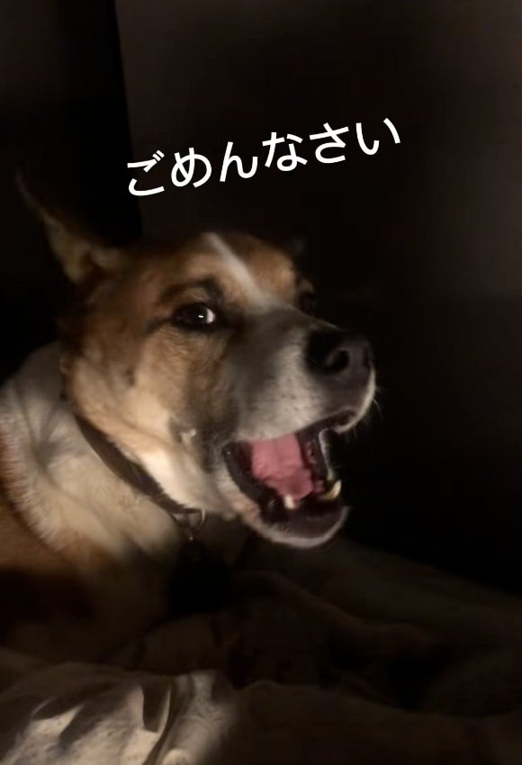 鳴くように謝るサナくん