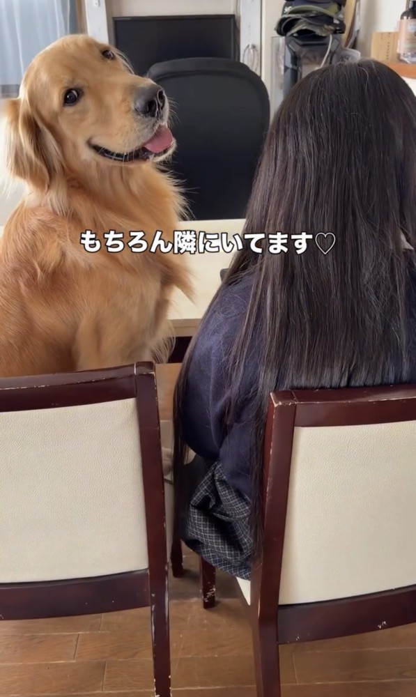 椅子に並んで座る犬と女の子