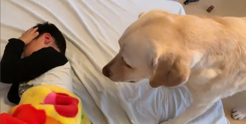 男の子を起こすバウくん6