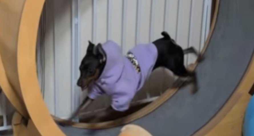 紫の服を着て走る犬