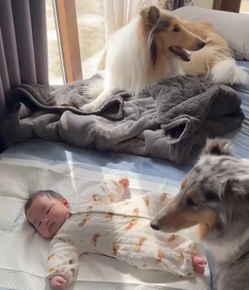 赤ちゃんの周りに集まる2匹の犬