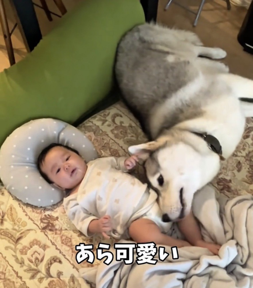 赤ちゃんに寄り添う犬