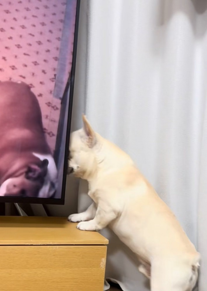 テレビ台の上に身を乗せる犬