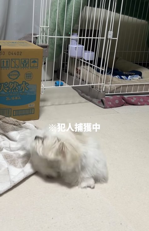 おしりを追いかける小型犬