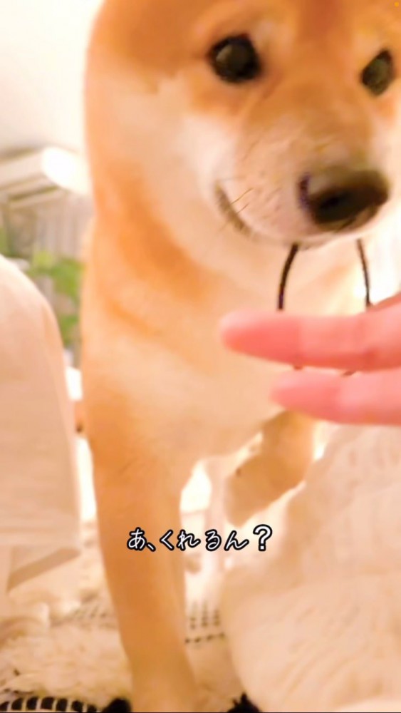 髪ゴムを飼い主さんに渡そうとする豆柴