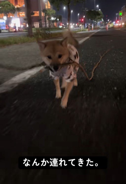 お散歩中に枝を拾った豆柴ちゃん