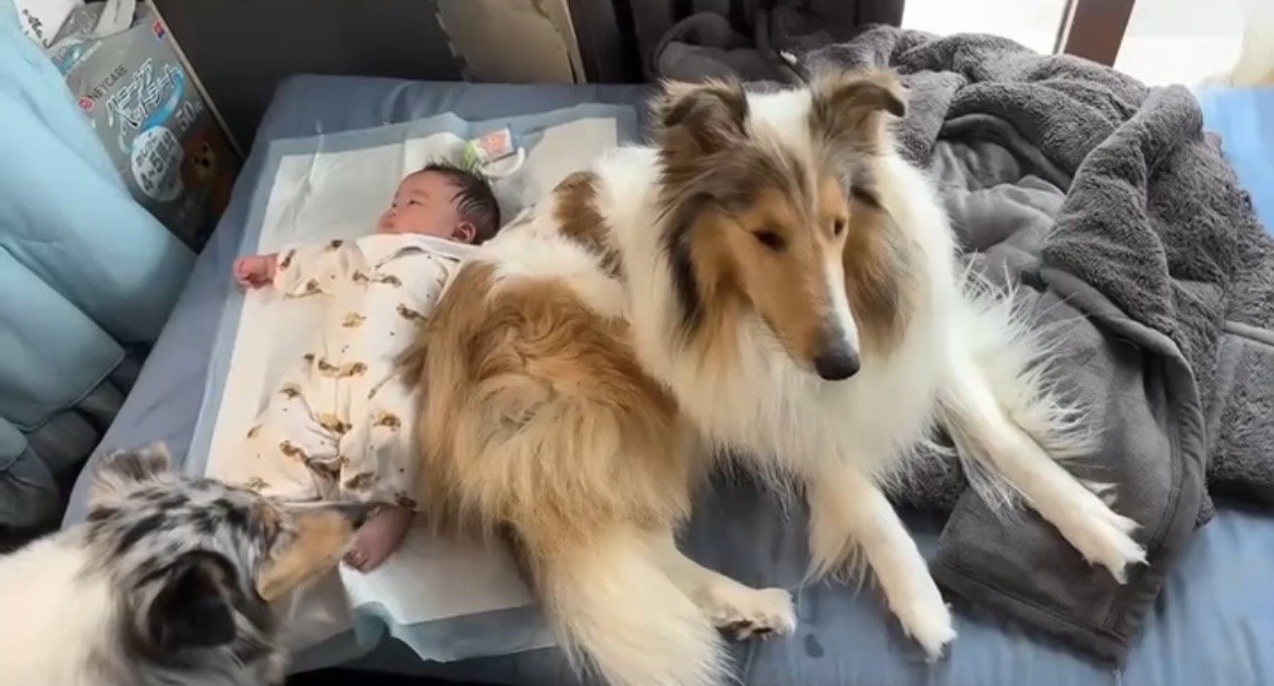 赤ちゃんのそばでくつろぐ2匹の犬