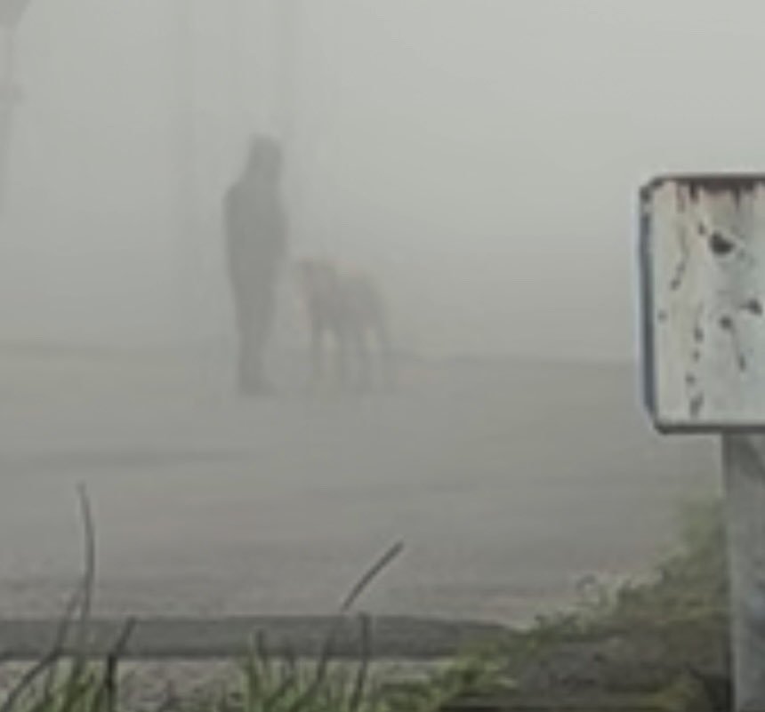 土佐犬