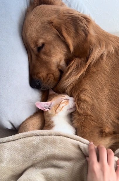 布団をかけるママ