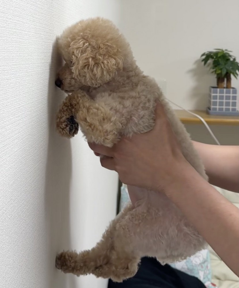 壁にペチャッ
