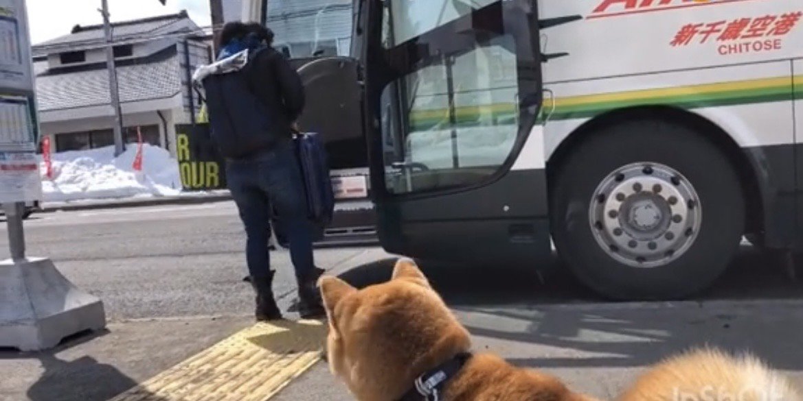 バスに乗る人を見守る犬