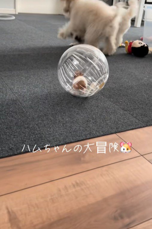 冒険中のハムスターとワンコたち6