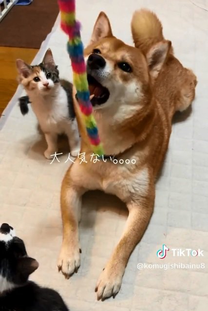 遊び続けるこむぎさん