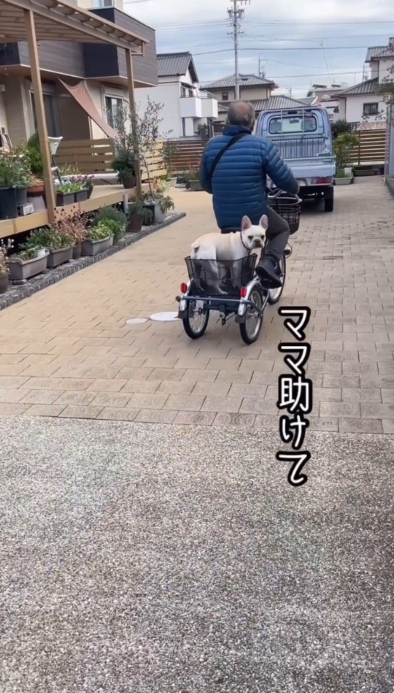 電動式三輪車のカゴから女性を見つめる犬