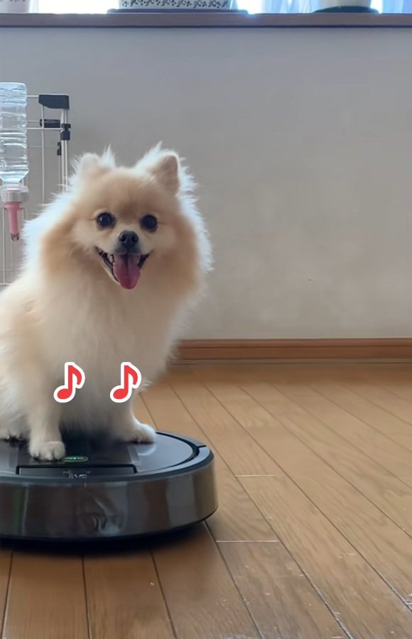楽しいきなこちゃん