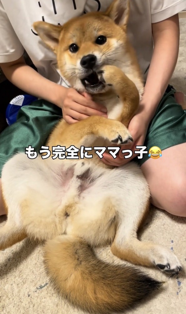 前脚を口元に近づける犬