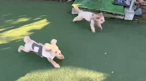 茶々丸くんのハプニング3