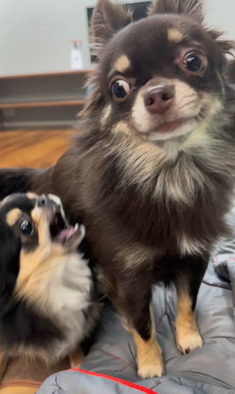 よもぎ君VSしょうぶ君の喧嘩7